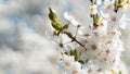 Branches of a blossoming fruit tree with large beautiful buds against a bright blue sky Cherry, apricot or apple blossom in Spring Royalty Free Stock Photo