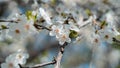 Branches of a blossoming fruit tree with large beautiful buds against a bright blue sky Cherry, apricot or apple blossom in Spring Royalty Free Stock Photo