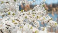 Branches of a blossoming fruit tree with large beautiful buds against a bright blue sky Cherry, apricot or apple blossom in Spring Royalty Free Stock Photo