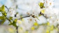 Branches of a blossoming fruit tree with large beautiful buds against a bright blue sky Cherry, apricot or apple blossom in Spring Royalty Free Stock Photo