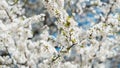 Branches of a blossoming fruit tree with large beautiful buds against a bright blue sky Cherry, apricot or apple blossom in Spring Royalty Free Stock Photo