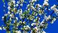 Branches of a blossoming fruit tree with small white flowers with a blue sky background Royalty Free Stock Photo