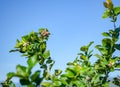 Branches of a blossoming lemon tree with green unripe fruits