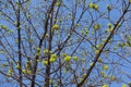 Branches of blossoming maple against blue sky in spring Royalty Free Stock Photo