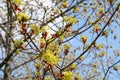 Branches of a spring blossoming maple