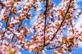 Branches of the blossoming paradise apple tree Royalty Free Stock Photo