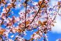 Branches of the blossoming paradise apple tree Royalty Free Stock Photo