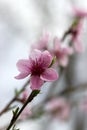 Branches of a blossoming peach against a cloudy sky