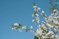 Branches of blossoming plum against the blue sky on a clear spring day. A place for text Royalty Free Stock Photo