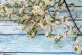 Branches of a blossoming quince on wooden background