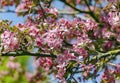 Branches of a blossoming red plum tree on a bright spring day. Royalty Free Stock Photo