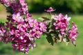 Branches of a blossoming red plum tree on a bright spring day. Royalty Free Stock Photo