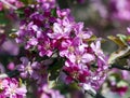 Branches of a blossoming red plum tree on a bright spring day. Royalty Free Stock Photo