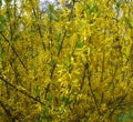 Branches of blossoming yellow flowers