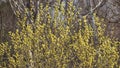 Branches of blossoming willow with catkins on bokeh background, selective focus, shallow DOF Royalty Free Stock Photo