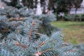 Branches of blue fir tree. Background Royalty Free Stock Photo