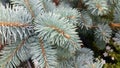 Picea pungens 'Koster'