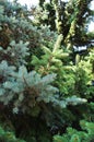 Branches of blue and green pines. Close-up of pine branches. Royalty Free Stock Photo