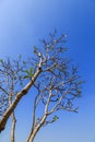 Branches with blue sky.