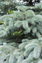 The branches of the blue spruce close-up. Blue spruce or prickly spruce Picea pungens - representative of the genus Spruce from