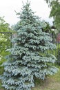 The branches of the blue spruce close-up. Blue spruce or prickly spruce Picea pungens - representative of the genus Spruce from