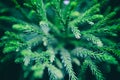 The branches of the blue spruce close-up.