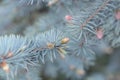 Branches of a blue spruce close-up Royalty Free Stock Photo