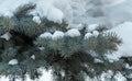 branches of a blue spruce covered with snow, close-up. selective focus. snow-covered Christmas tree. xmas background Royalty Free Stock Photo