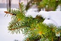 Branches of blue spruce covered with snow. Winter decoration. Blue spruce branch close up. Evergreen tree covered with snow in Royalty Free Stock Photo