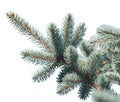 Blue spruce on white background isolate