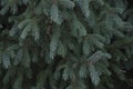 Branches blue spruce, nature background.