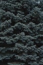 Branches blue spruce, nature background.