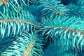 Branches of blue spruce, Picea pungens, closeup. Soft focus, shallow depth of field