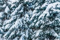 Branches of blue spruce Picea pungens covered with a thick layer of snow in winter Royalty Free Stock Photo