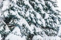 Branches of blue spruce Picea pungens covered with a thick layer of snow in winter Royalty Free Stock Photo