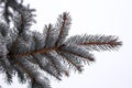 The branches of blue spruce or pine. Needles are covered with frost and water droplets Royalty Free Stock Photo