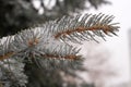 The branches of blue spruce or pine. Needles are covered with frost and water droplets Royalty Free Stock Photo