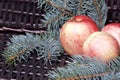 Branches of blue spruce and ripe fragrant apples in a basket. Against the background of a wicker vine. Royalty Free Stock Photo