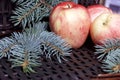 Branches of blue spruce and ripe fragrant apples. Against the background of a wicker vine. Royalty Free Stock Photo