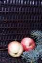 Branches of blue spruce and ripe fragrant apples. Against the background of a wicker vine. Royalty Free Stock Photo