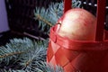 Branches of blue spruce and ripe fragrant apples in a basket. Against the background of a wicker vine. Royalty Free Stock Photo