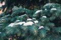 Branches of blue spruce with snow close-up Royalty Free Stock Photo