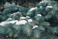 Branches of blue spruce with snow close-up Royalty Free Stock Photo