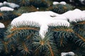 Branches of blue spruce with snow close-up Royalty Free Stock Photo