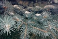 Branches of blue spruce with snow close-up Royalty Free Stock Photo