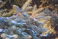 Branches of blue spruce with snow close-up Royalty Free Stock Photo