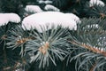 Branches of blue spruce with snow close-up Royalty Free Stock Photo