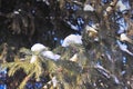 Branches of blue spruce with snow close-up Royalty Free Stock Photo