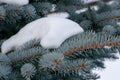 Branches of blue spruce in the snow Royalty Free Stock Photo