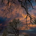 Two Eerie Trees At Sunset. Royalty Free Stock Photo